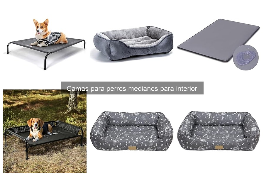 Alternativas a camas convencionales para perros medianos
