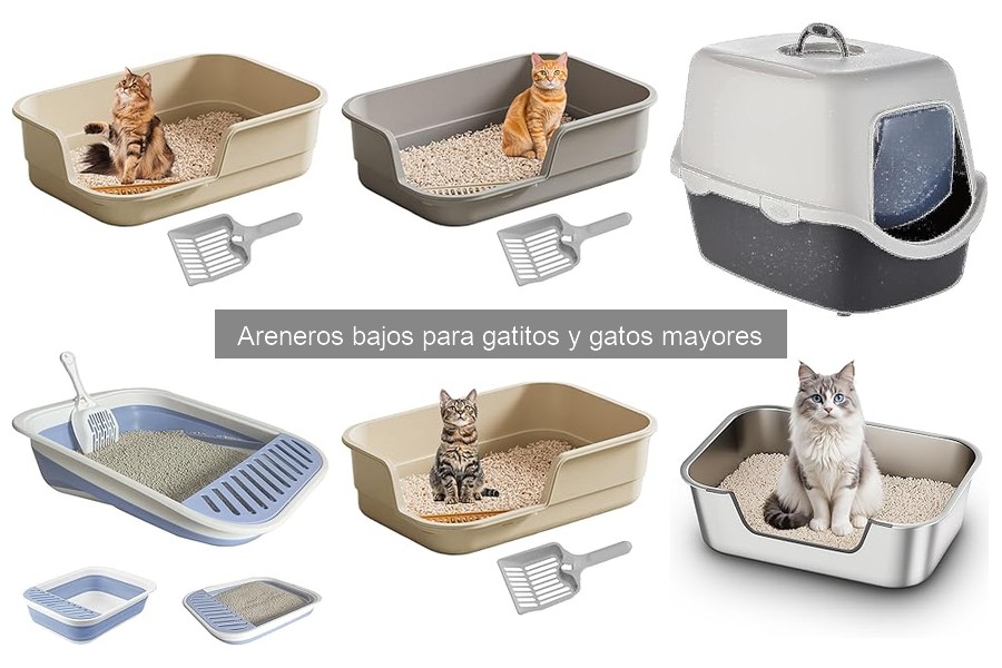 Beneficios de un Arenero Bajo para Gatitos y Gatos Mayores