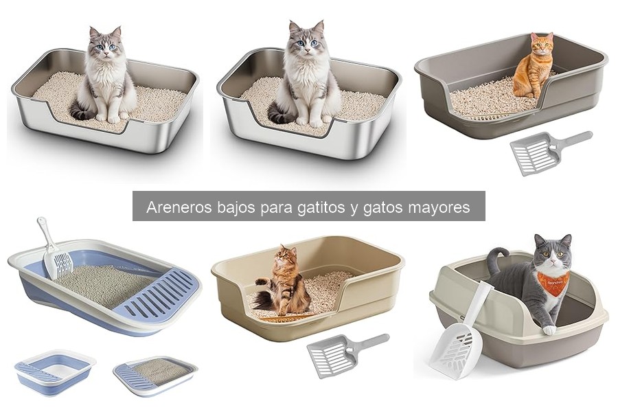 Cómo elegir el arenero bajo perfecto para gatos mayores