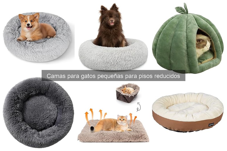 Cómo elegir la cama para gato pequeña perfecta