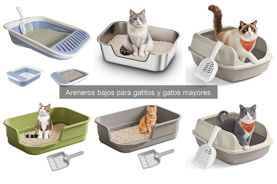 Cómo enseñar a tu gato a usar un arenero bajo fácilmente