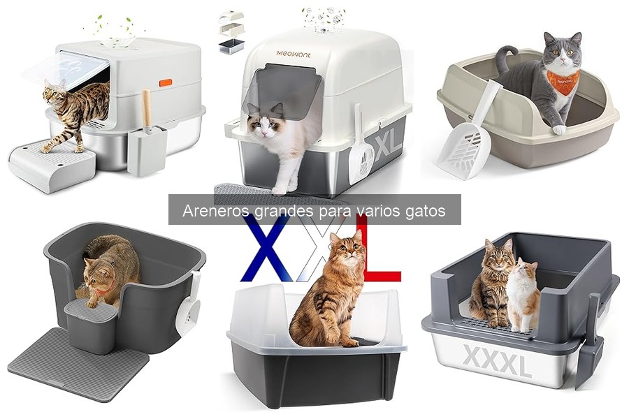Elige el arenero grande ideal para varios gatos