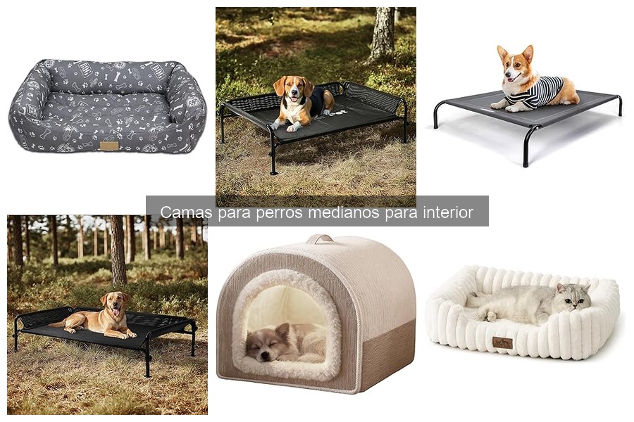 Errores comunes al elegir camas para perros medianos