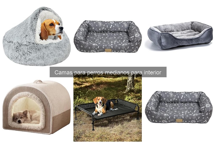 Guía para elegir la cama ideal para perros medianos