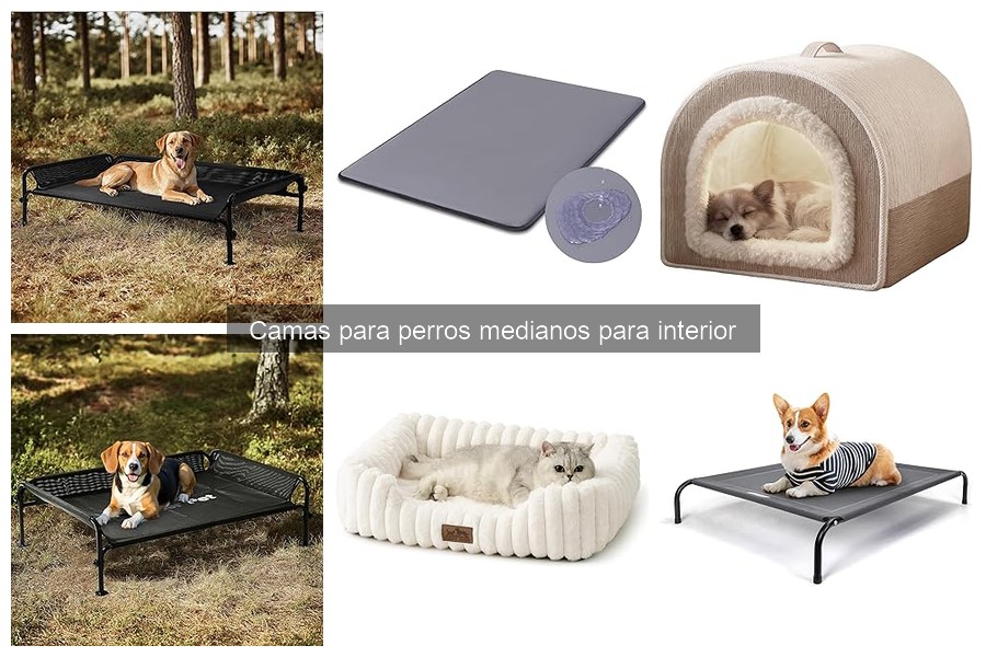 Innovaciones en camas para perros medianos: comodidad y bienestar