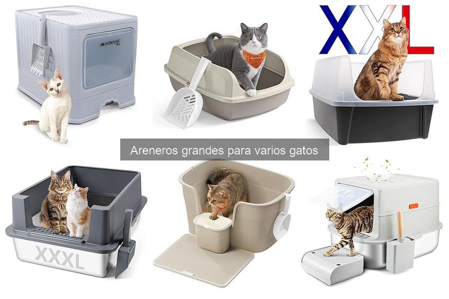 Precios y Dónde Comprar Areneros Grandes para Varios Gatos