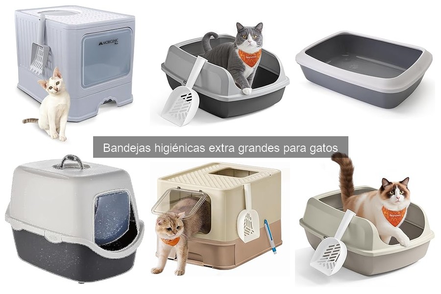 Problemas comunes con bandejas higiénicas extra grandes para gatos