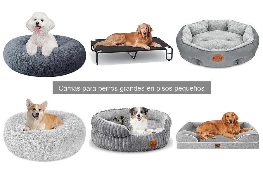 Problemas comunes de camas para perros grandes en pisos pequeños
