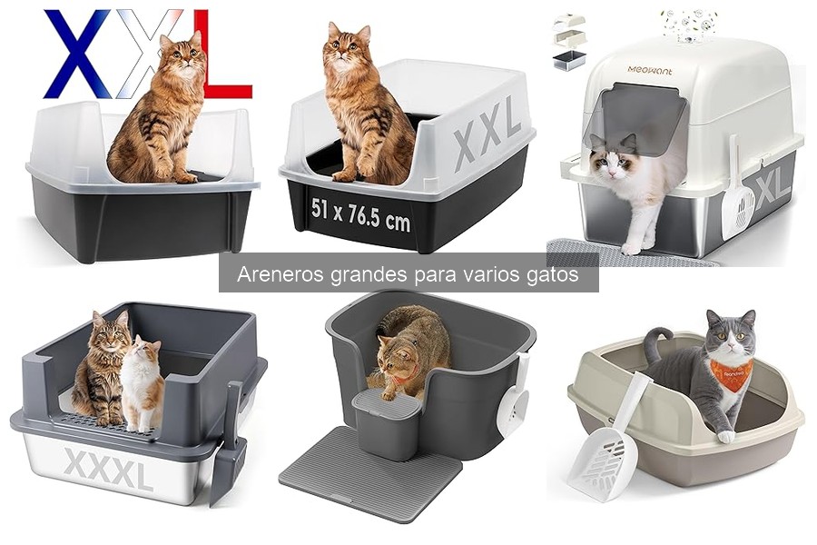 Todo sobre areneros grandes para varios gatos: beneficios y características