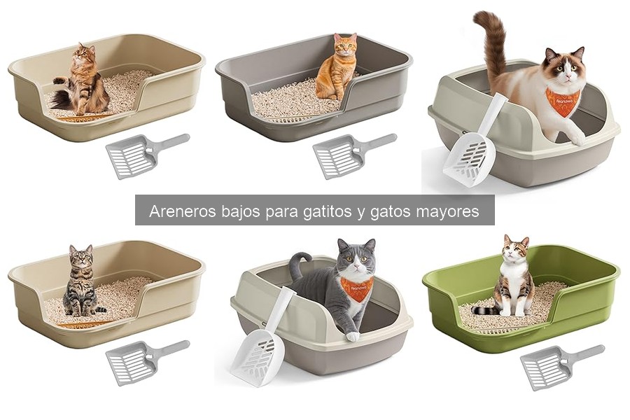 Ventajas de un arenero bajo para gatos mayores